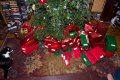 Xmas2010-7432