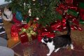 Xmas2010-7439