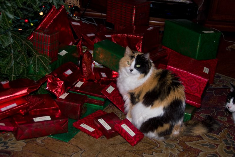 Xmas2010-7445.jpg - Christmas Eve