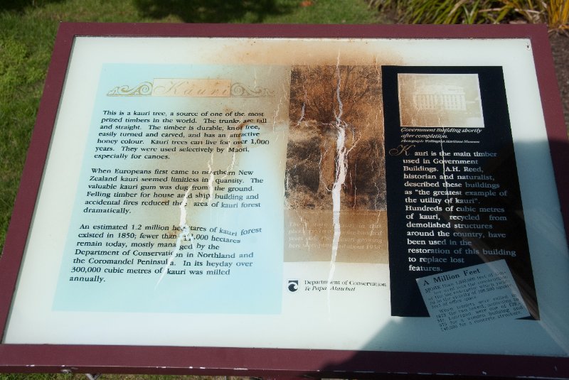 DSC_6045.jpg - Kauri Tree