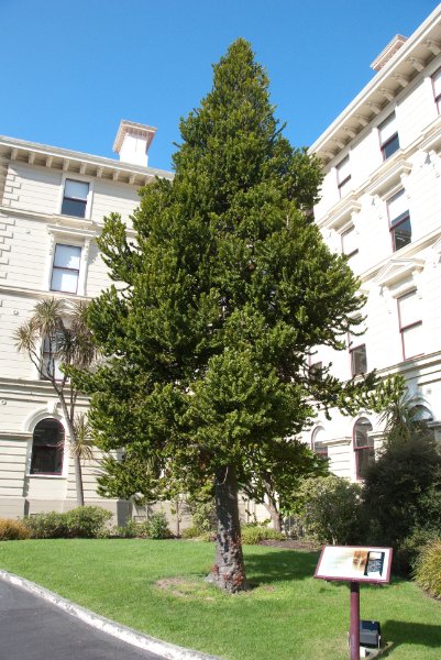 DSC_6046.jpg - Kauri Tree