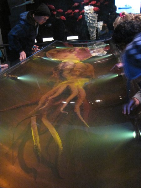 IMG_2018.jpg - Te Papa Museum