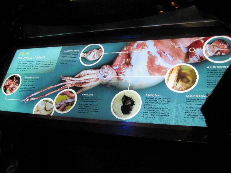 IMG_2020.jpg - Te Papa Museum