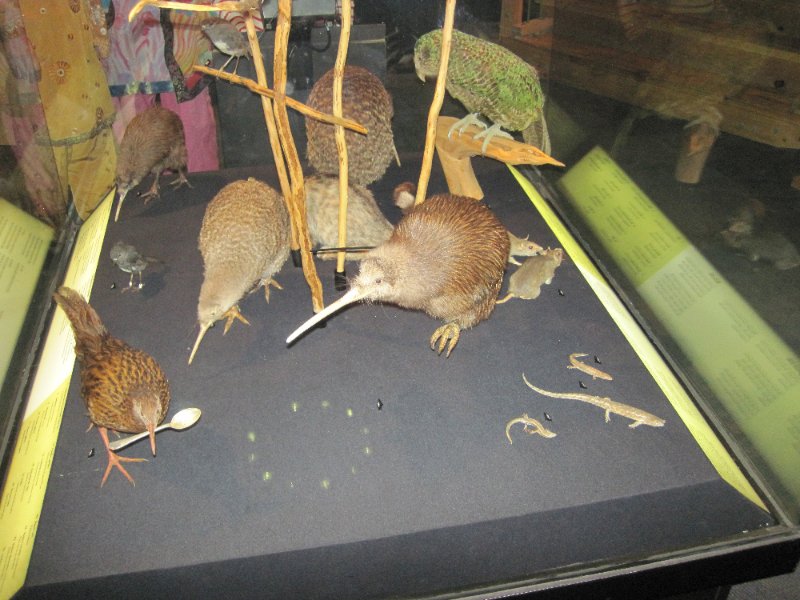 IMG_2022.jpg - Te Papa Museum