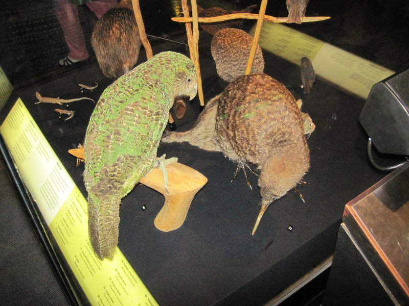 IMG_2023.jpg - Te Papa Museum