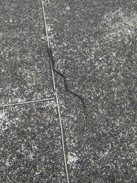 Taiwan060210-1035.jpg - Big nasty looking earth worms out on Liberty Square during the rain storm