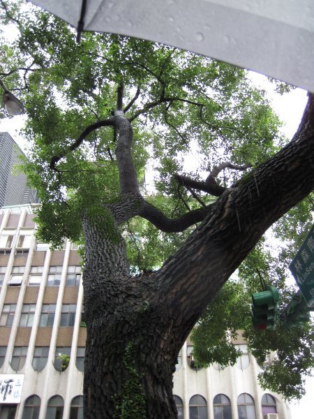 Taiwan060210-1002.jpg - Camphor Tree