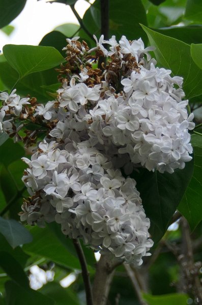 Backyard052111-2955.jpg - Lilac