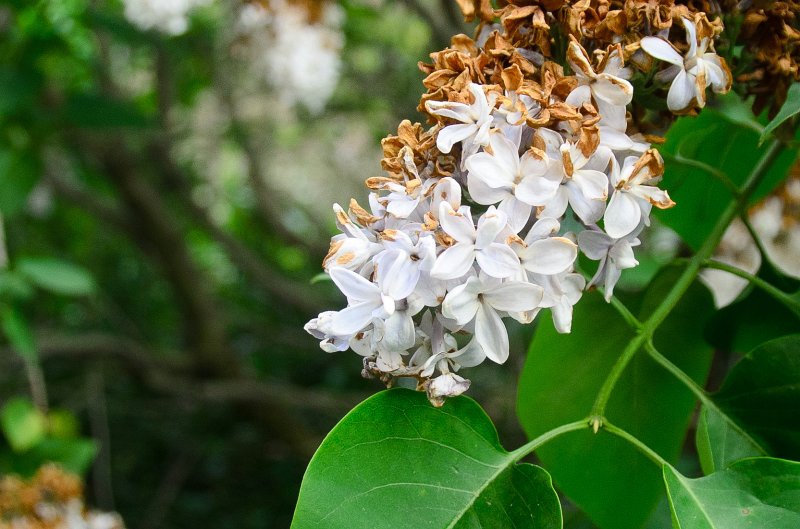 Backyard052111-2961.jpg - Lilac