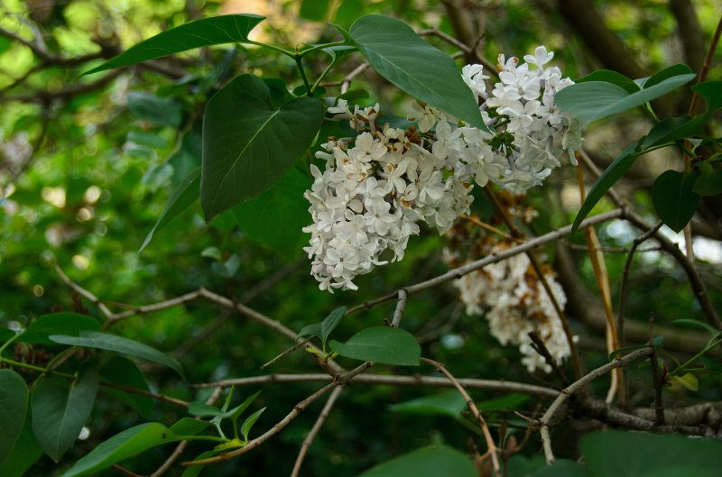 Backyard052111-2964.jpg - Lilac