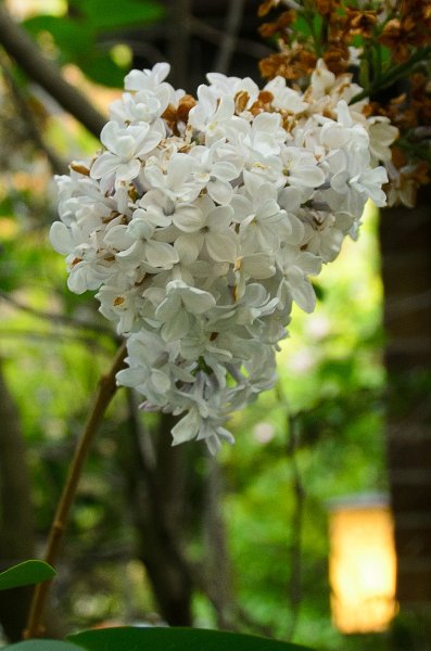 Backyard052111-2966.jpg - Lilac