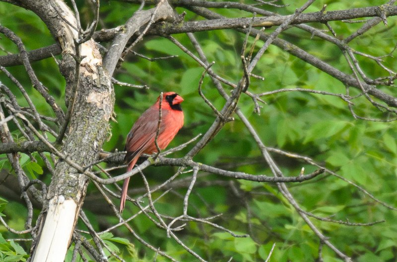 Backyard052111-2984.jpg - Cardinal