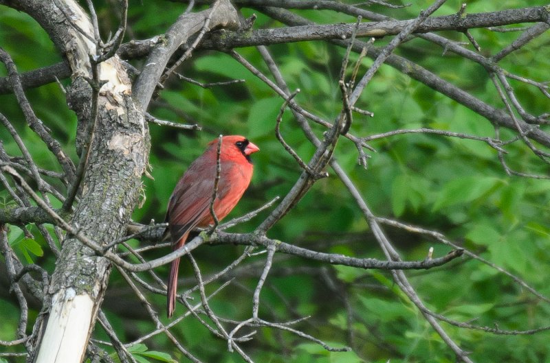 Backyard052111-2995.jpg - Cardinal