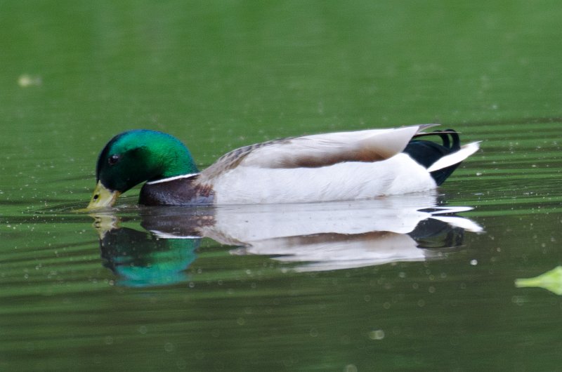 BackYard052911-3167.jpg - Ducks swimming in the back yard after  a big rain