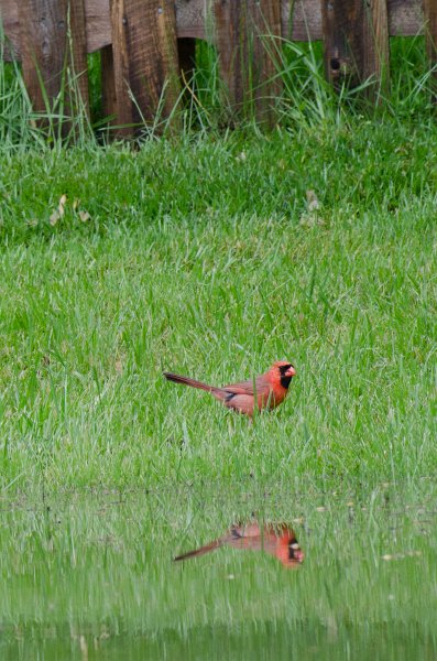 BackYard052911-3179.jpg - Cardinal in the back yard after a big rain