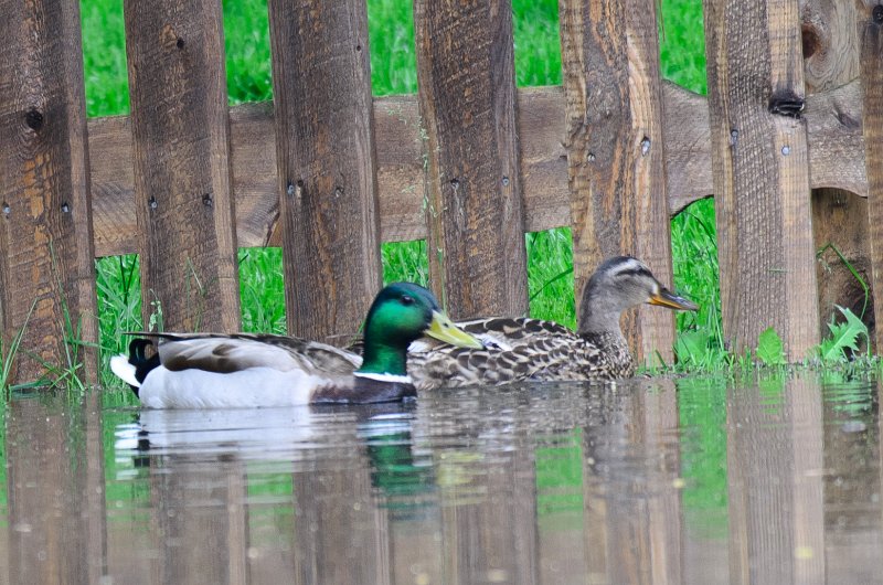 BackYard052911-3188.jpg - Ducks swimming in the back yard after  a big rain