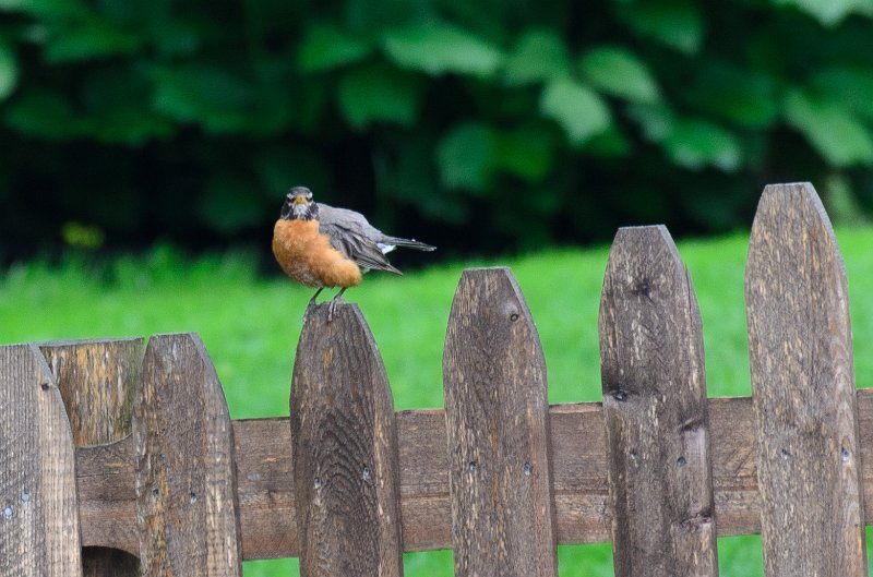 BackYard052911-3192.jpg - Robin in the back yard