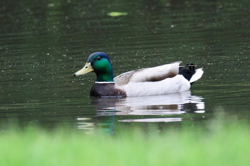 BackYard052911-3199.jpg - Ducks swimming in the back yard after  a big rain
