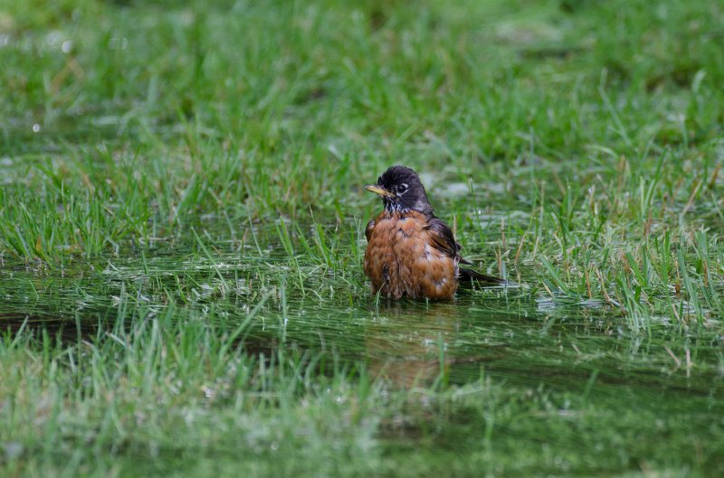 BackYardJuly11-4991.jpg - Backyard pictures after a big rain