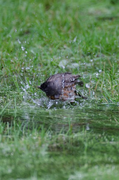 BackYardJuly11-4992.jpg - Backyard pictures after a big rain