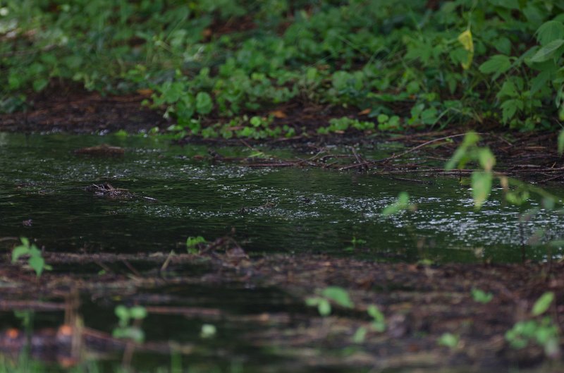 BackYardJuly11-4996.jpg - Backyard pictures after a big rain