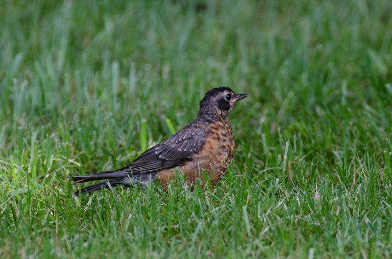 BackYardJuly11-4999.jpg - Backyard pictures after a big rain