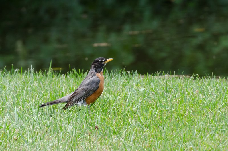 BackYardJuly11-5002.jpg - Backyard pictures after a big rain