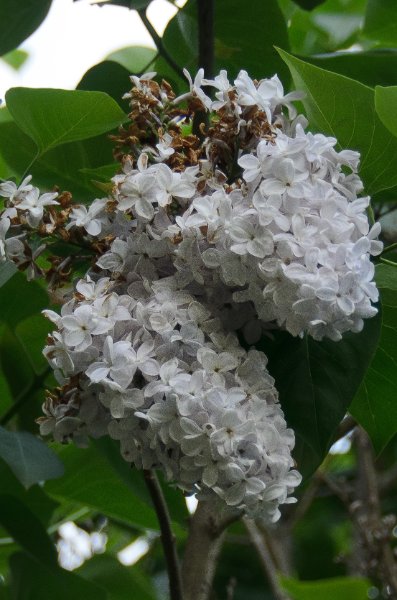 Backyard052111-2955.jpg - Lilac