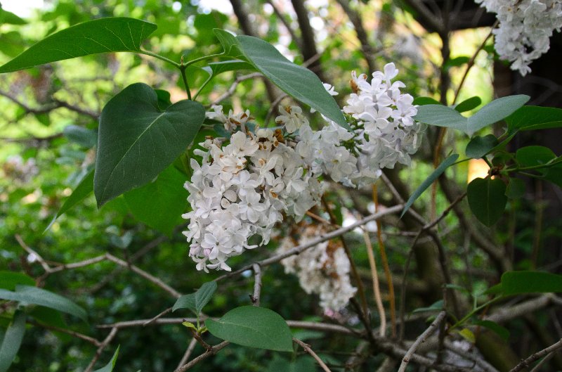 Backyard052111-2971.jpg - Lilac