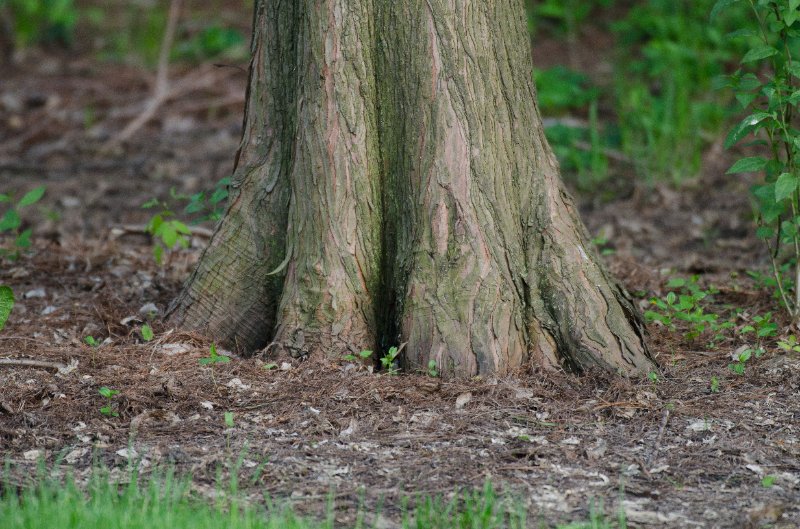 Backyard052111-2976.jpg - Cypress tree