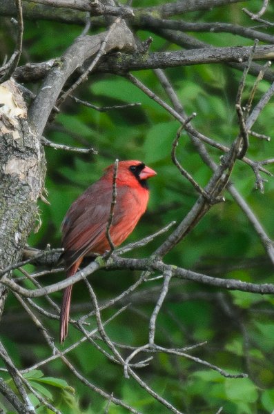 Backyard052111-2997.jpg - Cardinal