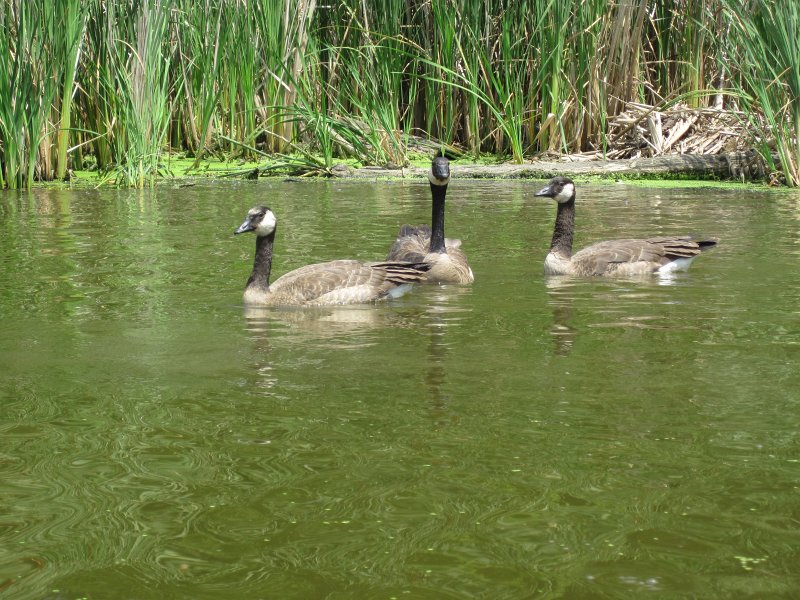 BusseKayak070911-2674.jpg - Kayak Busse Forest Nature Preserve