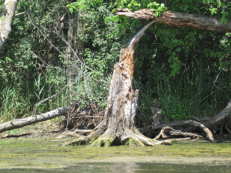 BusseKayak070911-2695.jpg - Kayak Busse Forest Nature Preserve