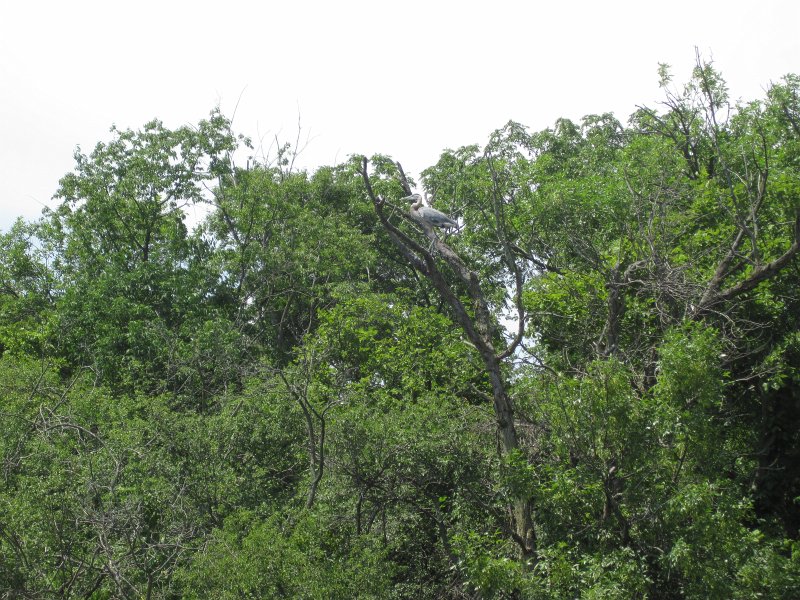 BusseKayak070911-2699.jpg - Kayak Busse Forest Nature Preserve
