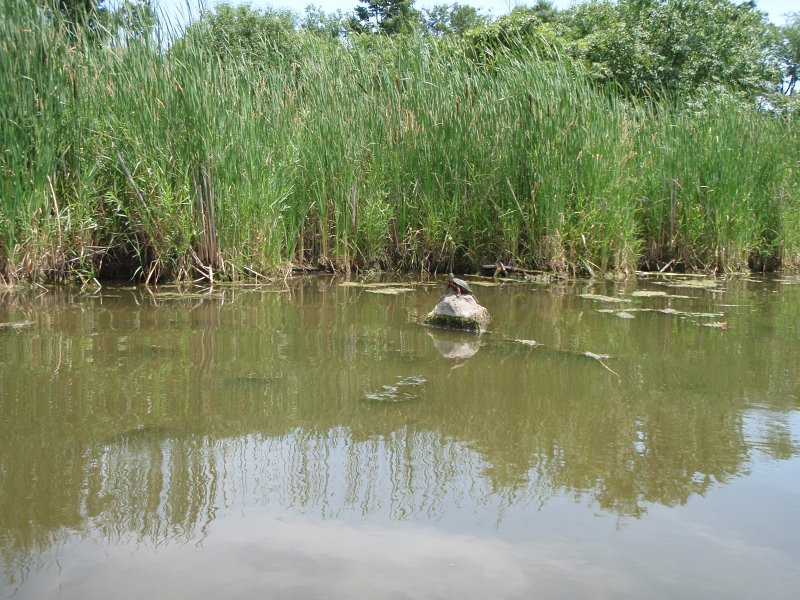 BusseKayak070911-7090012.jpg - Kayak Busse Forest Nature Preserve