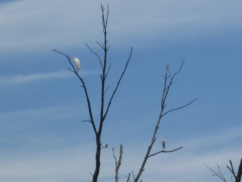 BusseKayak070911-2666.jpg - Two Egrets