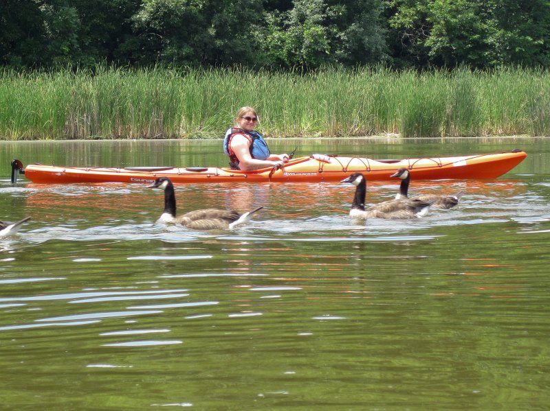 BusseKayak070911-2668.jpg - Liz paddeling with Geese