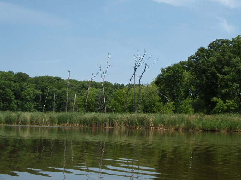 BusseKayak070911-7090011.jpg - Two Egrets in Marsh Area North of Higgins