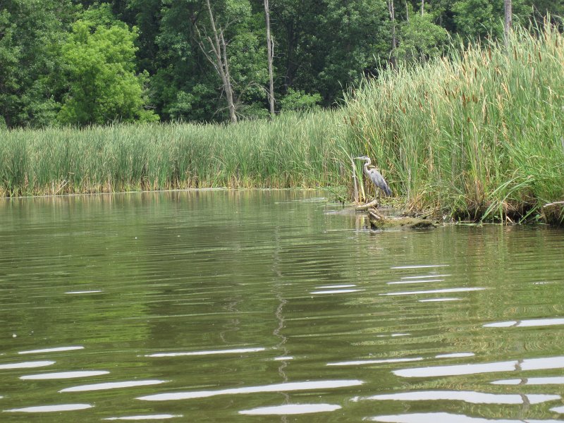 BusseKayak071011-2727.jpg - Kayak Busse Forest Nature Preserve