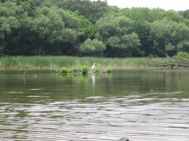BusseKayak071011-2730.jpg - Kayak Busse Forest Nature Preserve