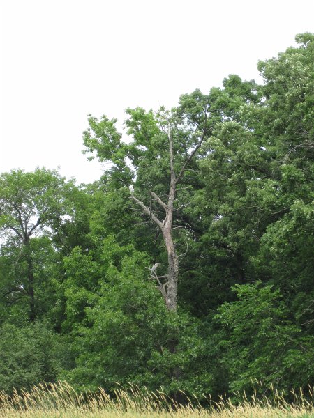 BusseKayak071011-2740.jpg - Kayak Busse Forest Nature Preserve