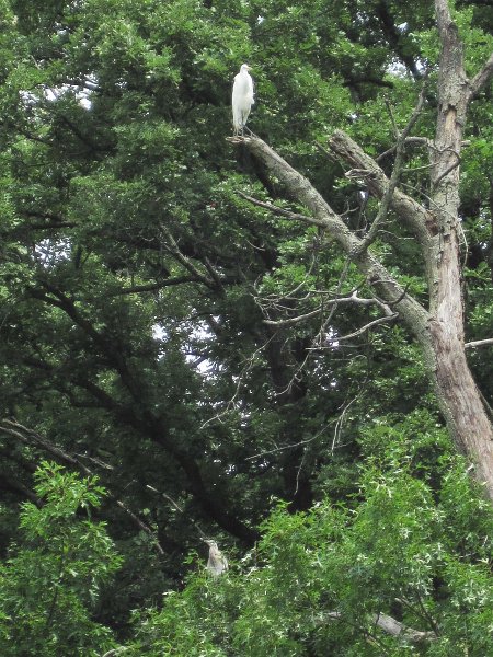 BusseKayak071011-2747.jpg - Kayak Busse Forest Nature Preserve