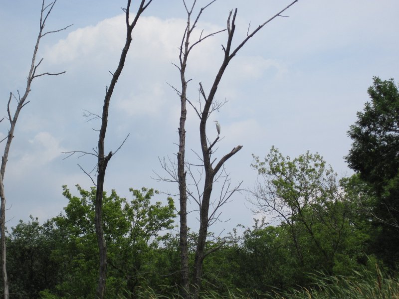BusseKayak071011-2751.jpg - Kayak Busse Forest Nature Preserve