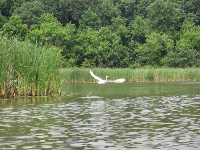 BusseKayak071011-2760.jpg - Kayak Busse Forest Nature Preserve