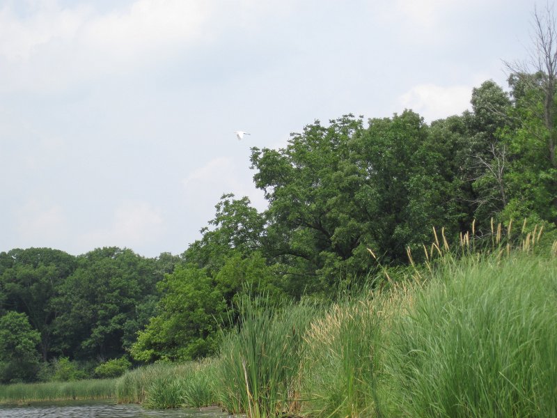 BusseKayak071011-2764.jpg - Kayak Busse Forest Nature Preserve