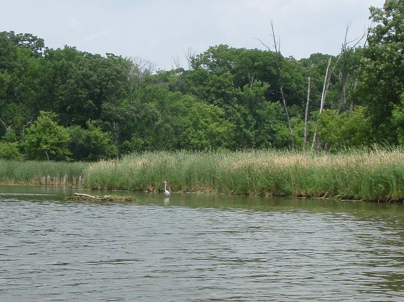 BusseKayak071011-7100006.jpg - Kayak Busse Forest Nature Preserve