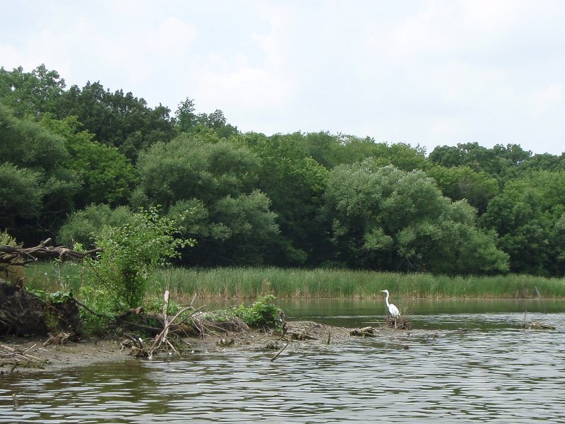 BusseKayak071011-7100019.jpg - Kayak Busse Forest Nature Preserve