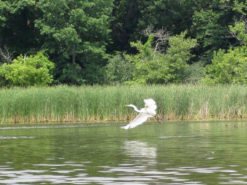 BusseKayak071011-2717.jpg - Great Egret flying