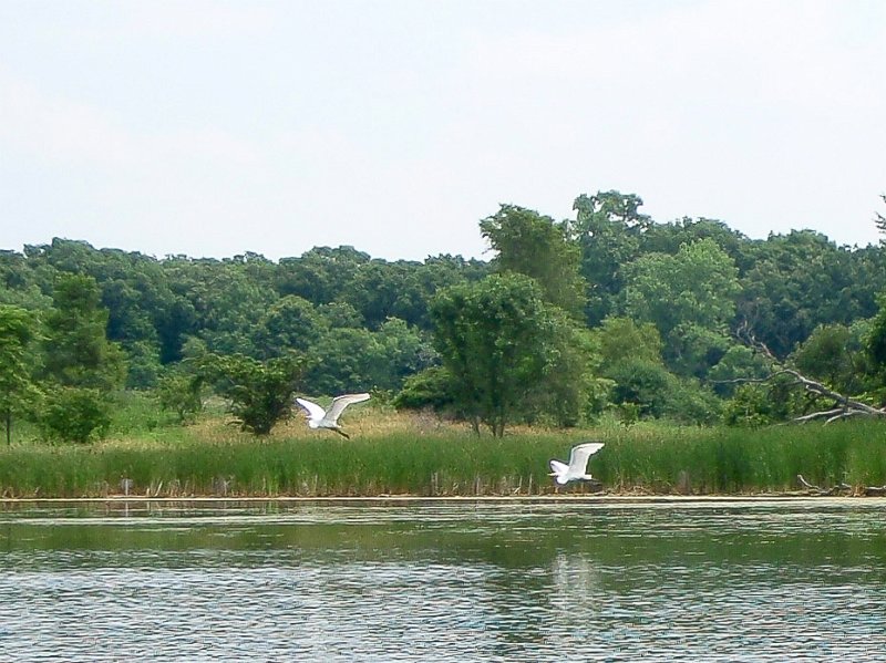 BusseKayak071011-7100026.jpg - Great Egrets flying