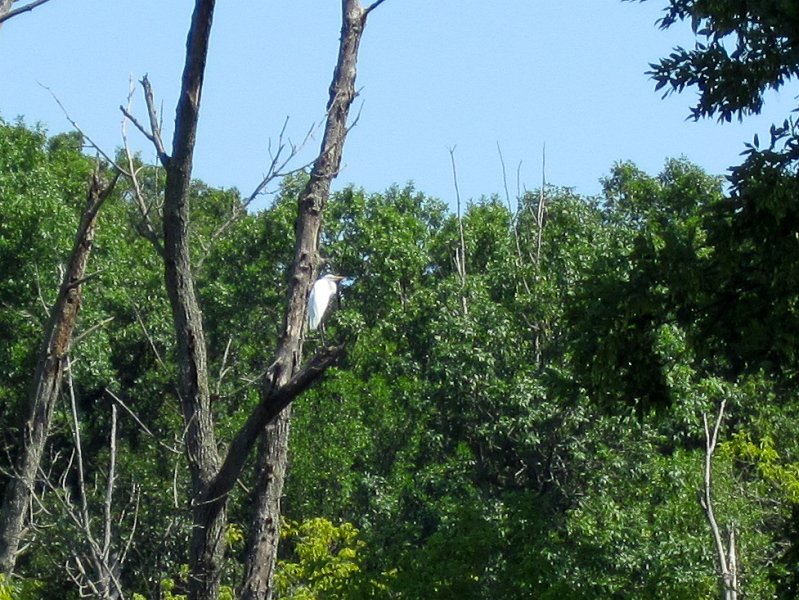 BusseKayak073111-2897.jpg - Great Egret in perched in tree